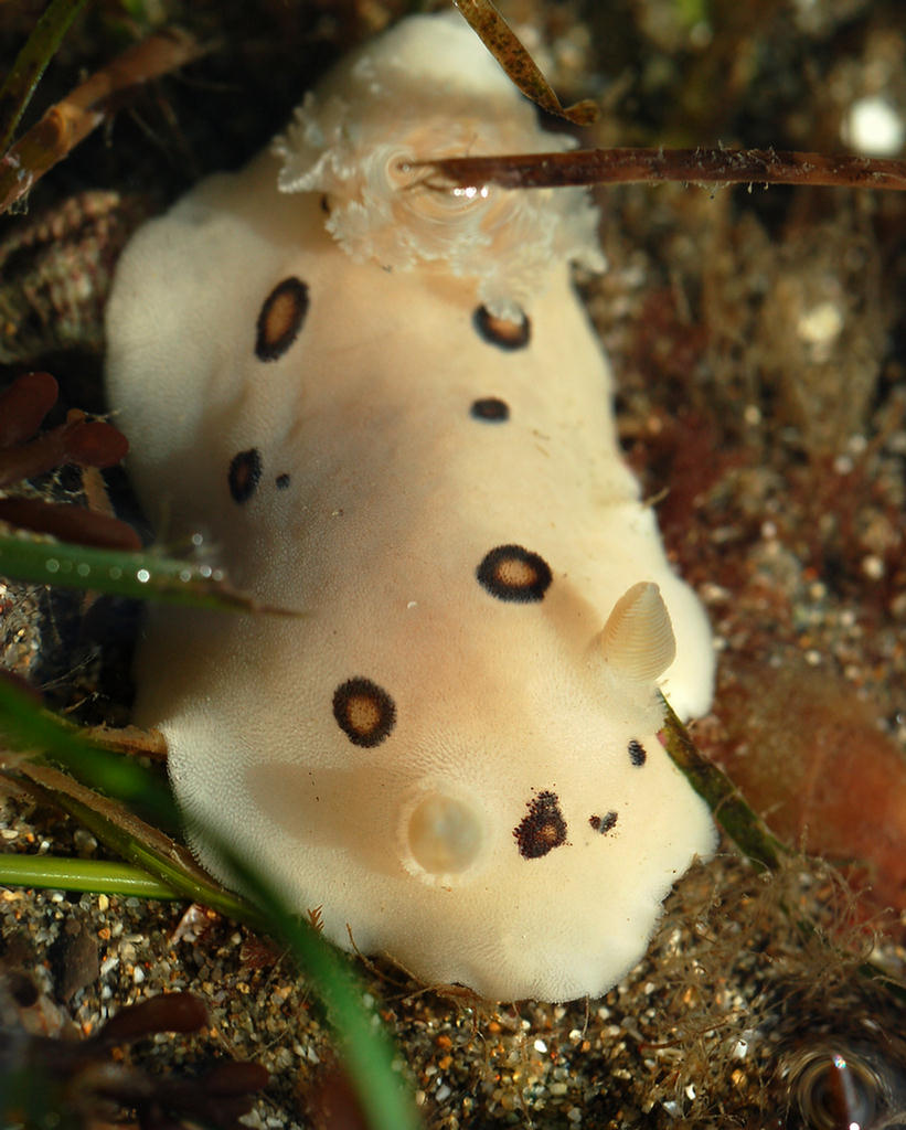 Discodoris sandiegensis